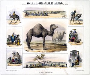 Le Chameau