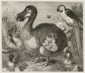 Le Dodo