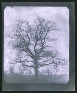 Arbre en hiver, milieu du 19e siècle - Frederick (attr. to) Barnard