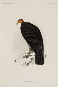 Urubu à tête rouge, Chili