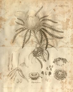 Planche 3 du Volume 10 des Transactions de la Linnean Society de Londres, publié en 1811. La plante représentée est Dryandra formosa (maintenant Banksia formosa) - Various