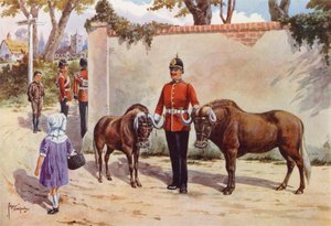 Wildebeestes (ou Gnou à queue blanche), animaux de compagnie des South Wales Borderers