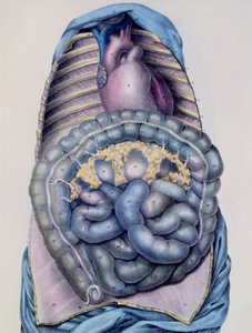 Anatomie du gros intestin, de Manuel d