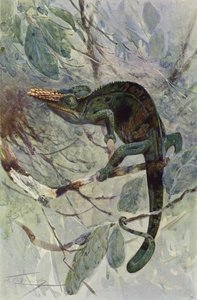 Caméléon africain