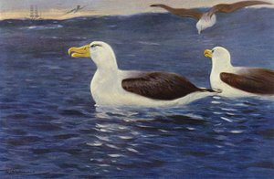 Albatros