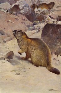 Marmotte alpine - after Wilhelm Kuhnert