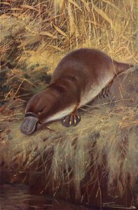 Ornithorynque - after Wilhelm Kuhnert