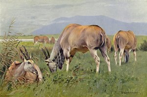 Éland