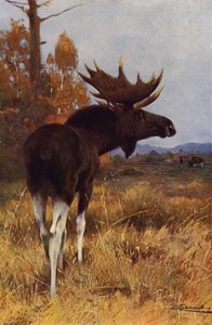 Élan ou orignal - after Wilhelm Kuhnert