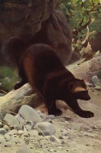 Glouton ou carcajou - after Wilhelm Kuhnert