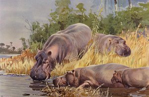 Hippopotame