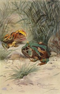 Crapaud cornu