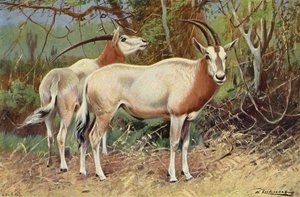Antilope sable