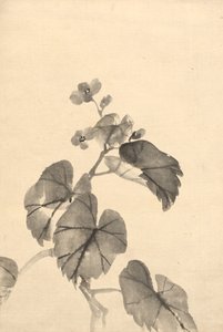 Branche de bégonia en fleur