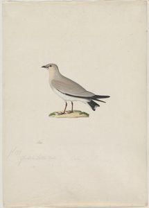 Petite pratincole (Glareola lactea) - attributed to Paul Hüet
