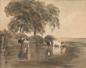 Vaches dans une mare