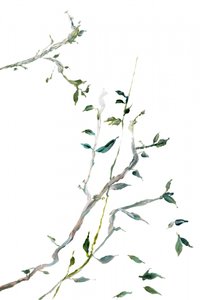 Rameaux verts délicats - cartissi