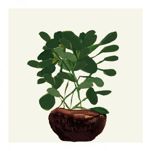 Plante verte en pot - cartissi