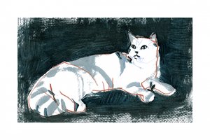 Le chat blanc qui ment - cartissi