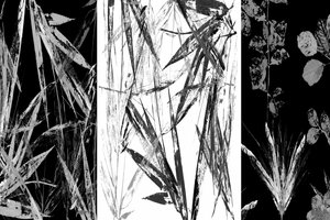 Étude botanique en noir et blanc