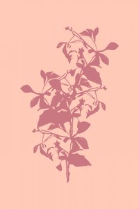 Silhouette botanique rose - cartissi