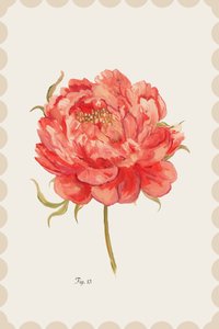 Pivoine corail éclatante - cartissi