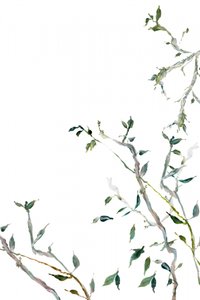 Feuilles vertes à l