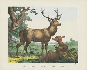 Cerf