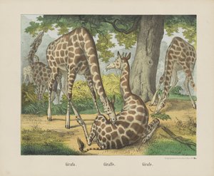Girafe - firma Joseph Scholz
