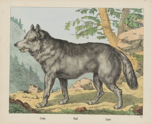 Loup