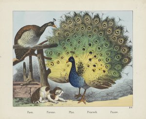 Paon - firma Joseph Scholz
