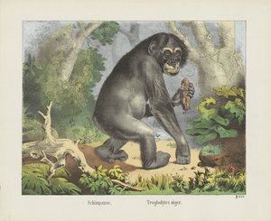 Chimpanzé. / Troglodytes niger (titre sur l