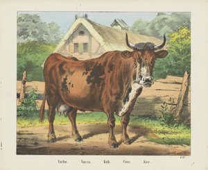 Vache