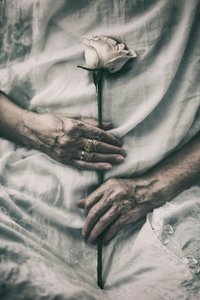 Des mains délicates tiennent une rose - nima.zadshir