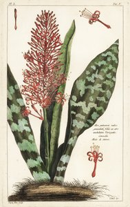 Chanvre à arc africain, Sansevieria hyacinthoides