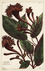 Arbuste cornucopien, Copianthus indica, Hil