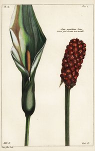Arum tacheté ou gouet, fleur et fruit, Arum maculatum, Linn