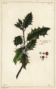 Houx européen, Ilex aquifolium, Linn