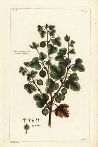 Groseillier, Ribes grossularia