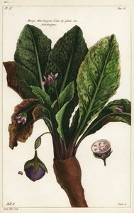 Mandragore, Mandragora officinarum