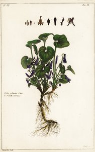 Violette odorante, Viola odorata, Linn