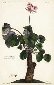 Espèce non résolue de géranium, Geranium umbellicatum