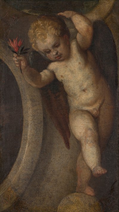 Putto avec une fleur rouge - Veronese
