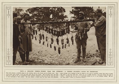 Les rats, une plus grande inquiétude que les Allemands ! La prise d