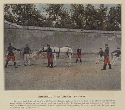 Dressage d