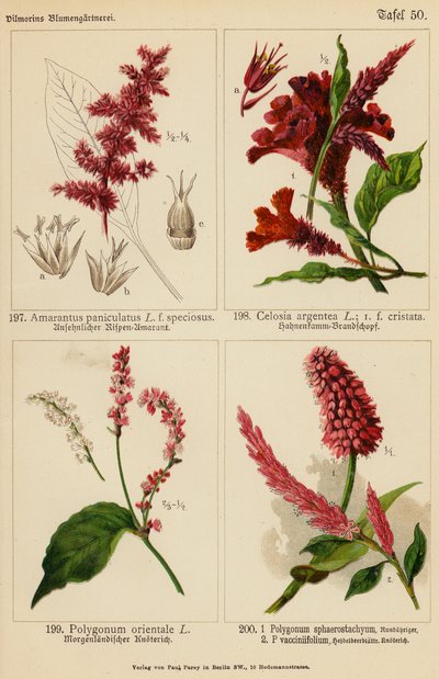Amarantus Paniculatus, Celosia Argentea, Polygonum Orientale, Polygonum Sphaerostachyum, Polygonum Vacciniifolium - (after) German School