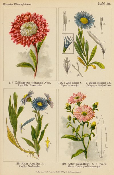 Callistephus Chinensis, Aster Alpinus, Erigeron Speciosus, Aster Amellus, Aster Novi-Belgii - (after) German School