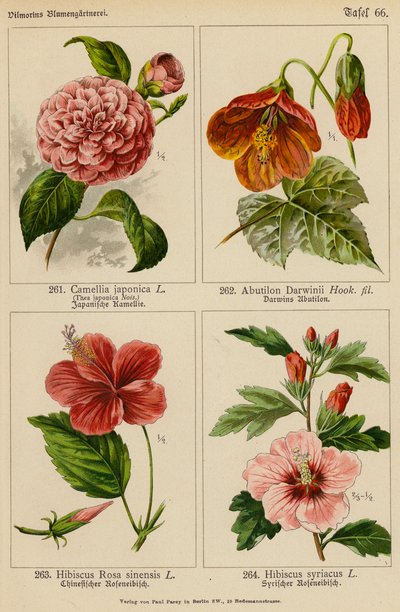 Camellia Japonica, Abutilon Darwinii, Hibiscus Rosa Sinensis, Hibiscus Syriacus - (after) German School