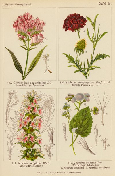Centranthus Angustifolius, Scabiosa Atropurpurea, Morinia Longifolia, Ageratum Mexicanum, Ageratum Conyzodes, Ageratum Corymbosum - (after) German School