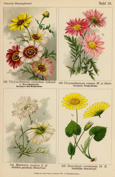 Chrysanthemum Carinatum, Chrysanthemum Roseum, Matricaria Inodora, Doronicum Caucasicum (lithographie en couleur) - (after) German School